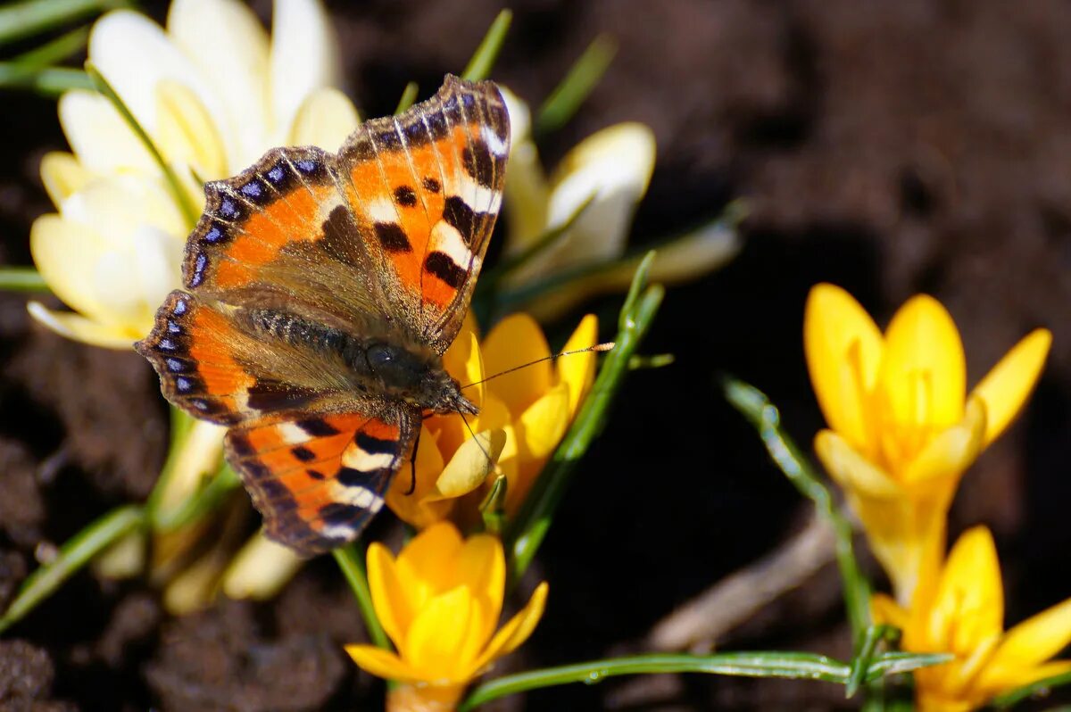 бабочка весной какая
