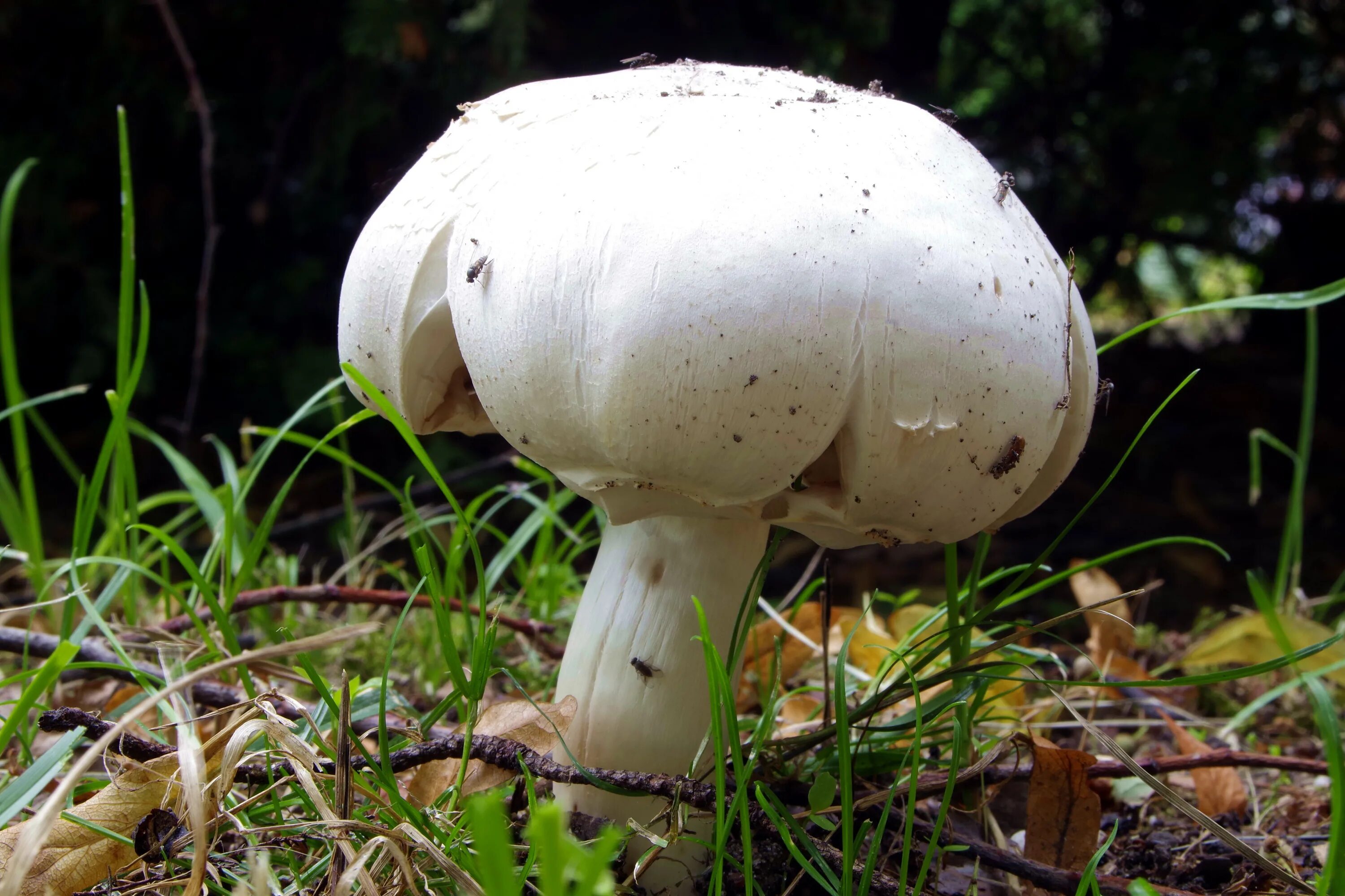 Сонник грибы большие. Шампиньон двуспоровый (Agaricus bisporus). Шампиньон Таблитчатый (Agaricus tabularis). Печерица, Луговой шампиньон ложные. Полевой шампиньон желтокожий.