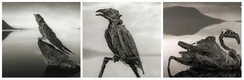 Умирающий мир дзен