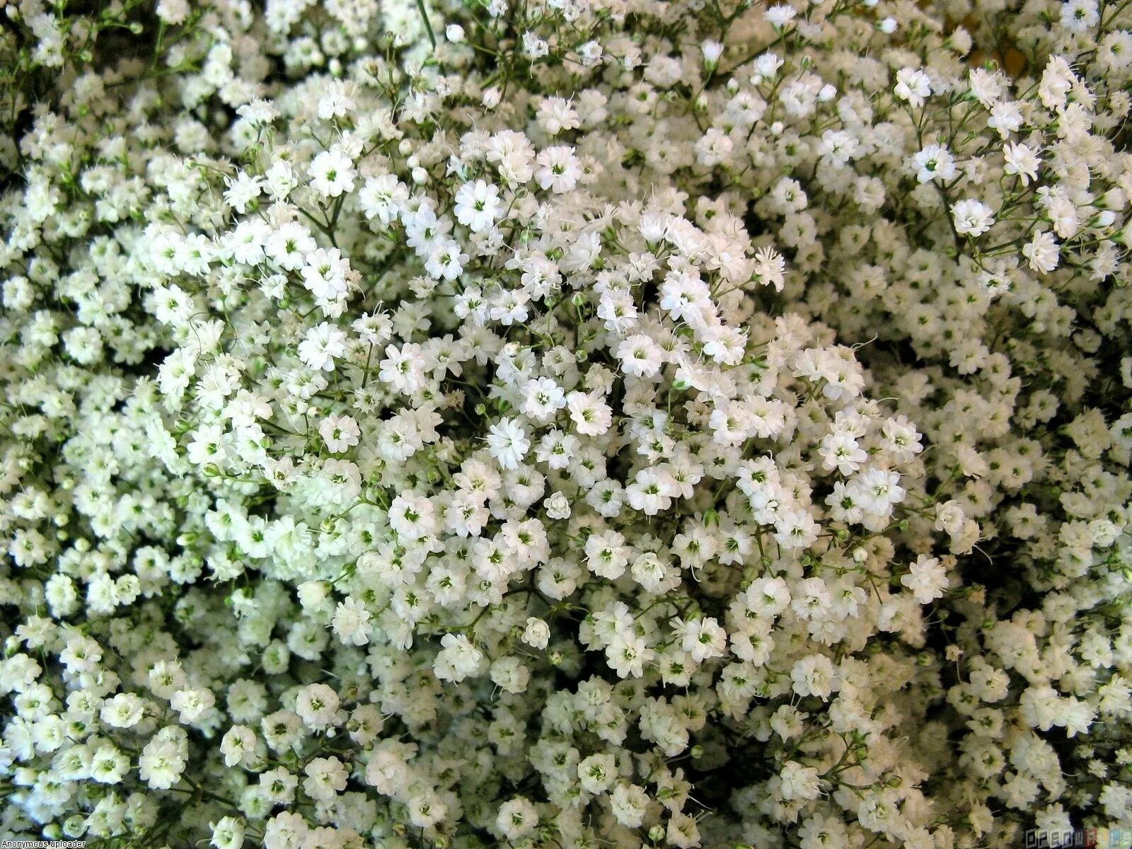 Tiny flower. Гексафилы. tiny white. tiny flowers.