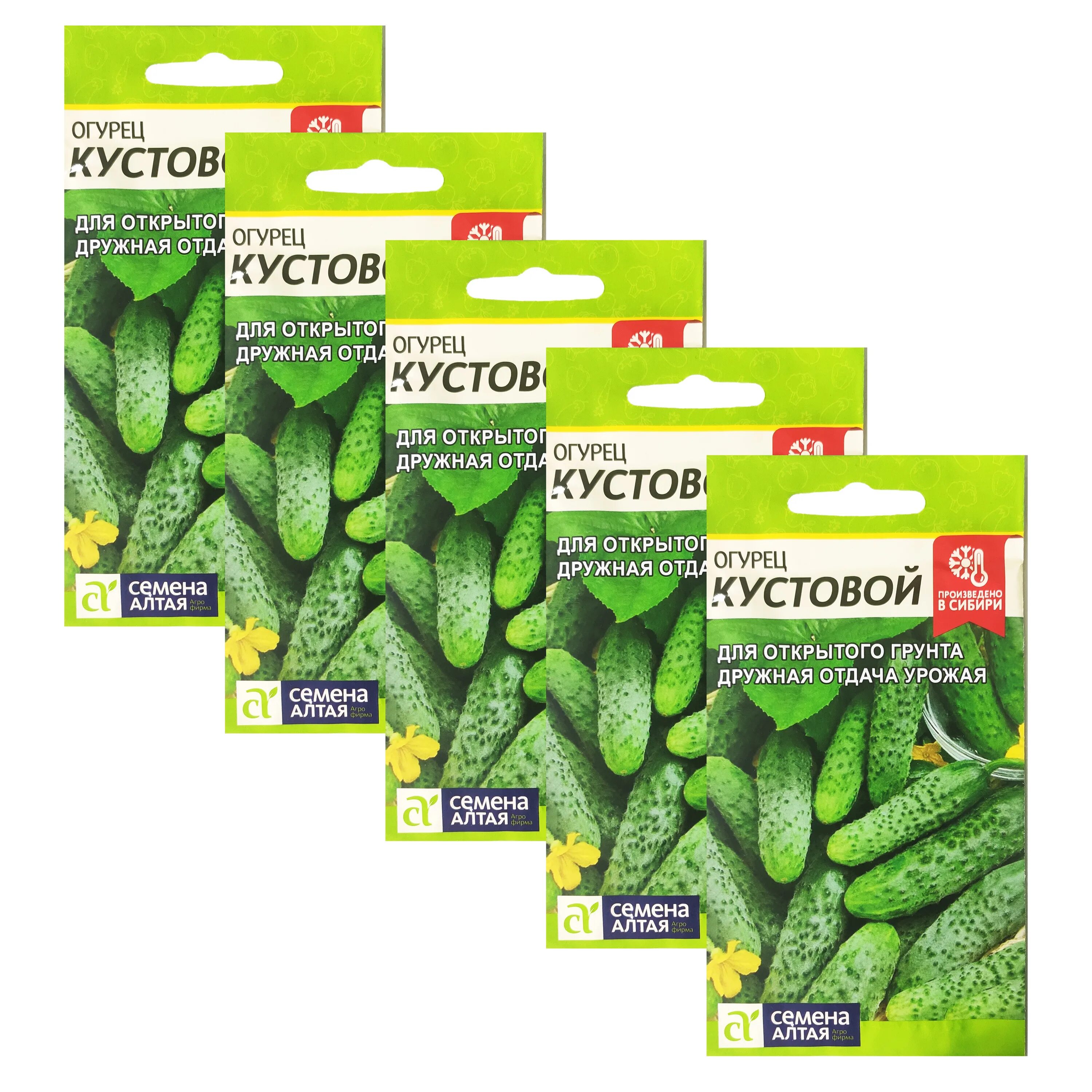 Сорта кустовых огурцов для открытого грунта. Огурец кустовой. семена огурцов семена алтая на к. кустовые огурцы для открытого грунта. семена алтая огурцы.