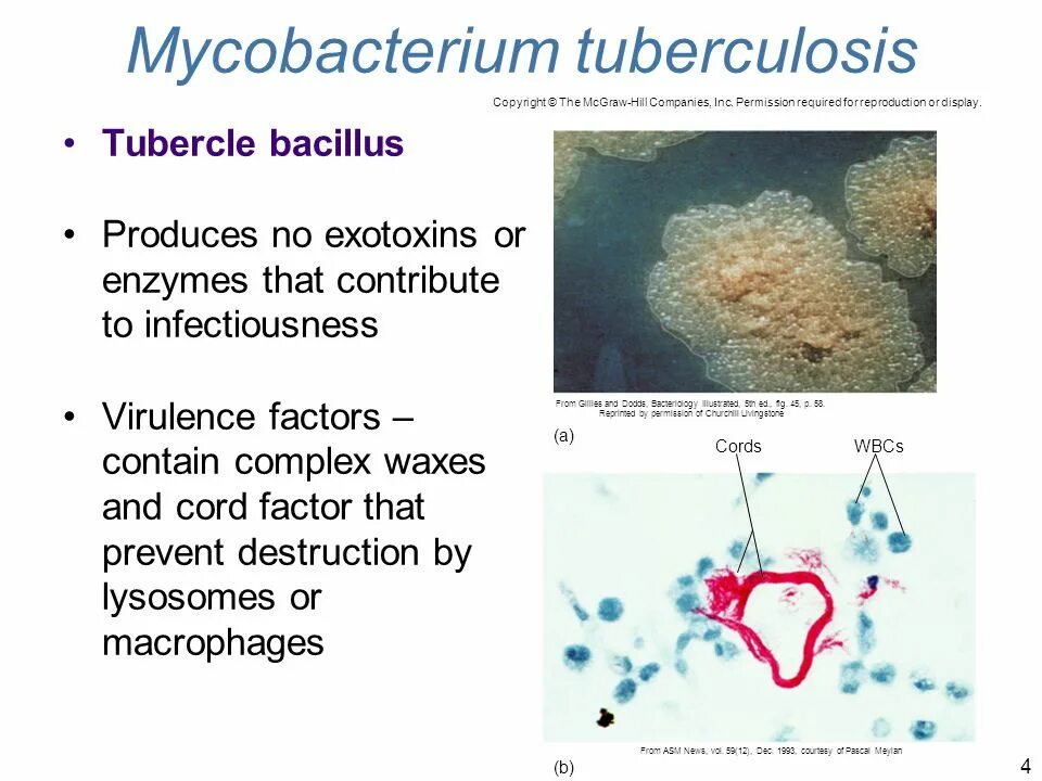 Mycobacterium tuberculosis complex. Mycobacterium tuberculosis complex