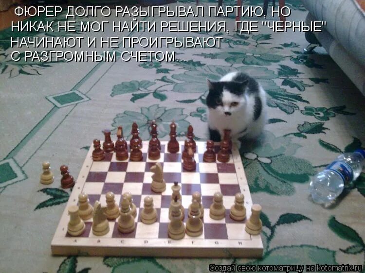 Сама с собой играй. Анекдоты про шахматистов. Кот играет в шахматы. Лошадью ходи прикольные. Анекдоты про шахматы.