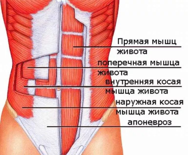 Сколько мышц живота