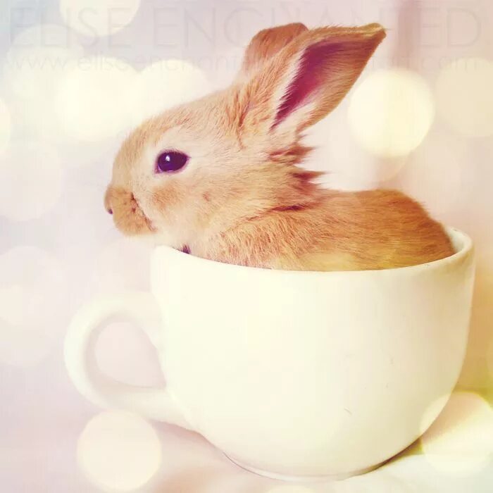 Rabbit cup. Милый кролик. Самые милые животные. Самые милые кролики. Чашка с зайцем.