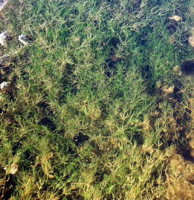 Харовые водоросли нителла. Хара щетинистая. Класс харовые водоросли. Хара строение таллома. Хара нитевидная водоросль.