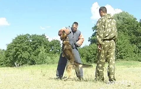 Сколько получают кинологи в месяц