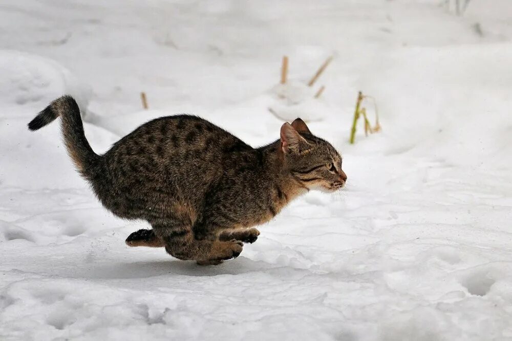 Кот бежит. Коты бегут. Кошка бегает. Кот бежит по снегу.