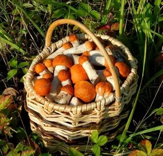 Картинка корзина с грибами