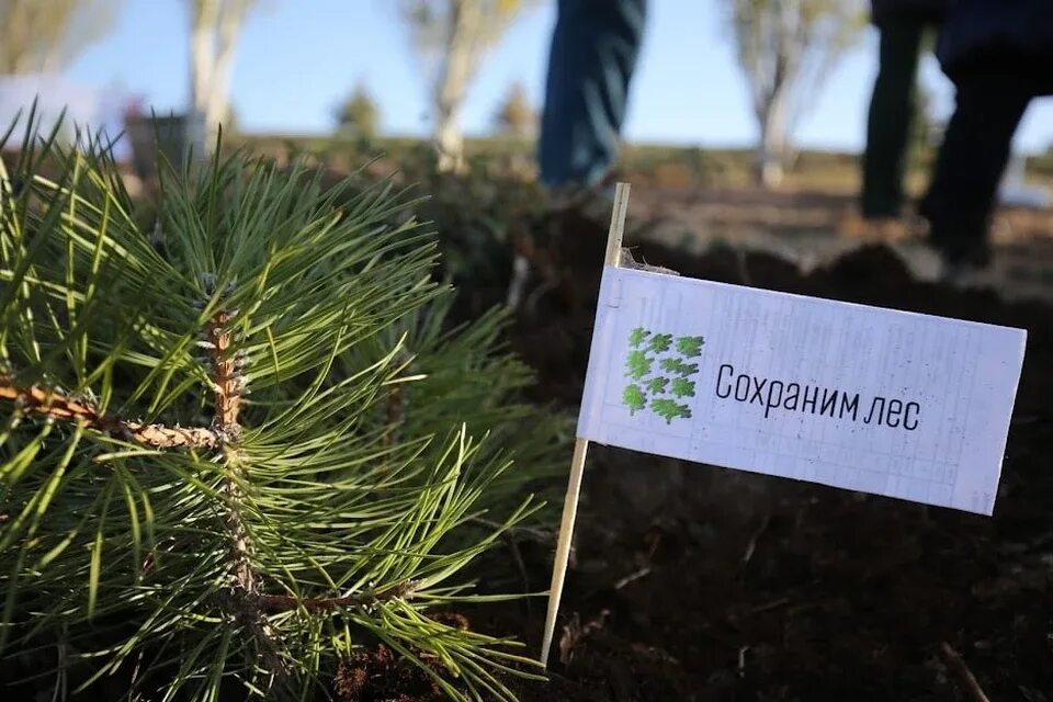 Национальный проект сохранение лесов Реализация федерального проекта "Сохранение лесов" Минприроды КБР в 2023 году В