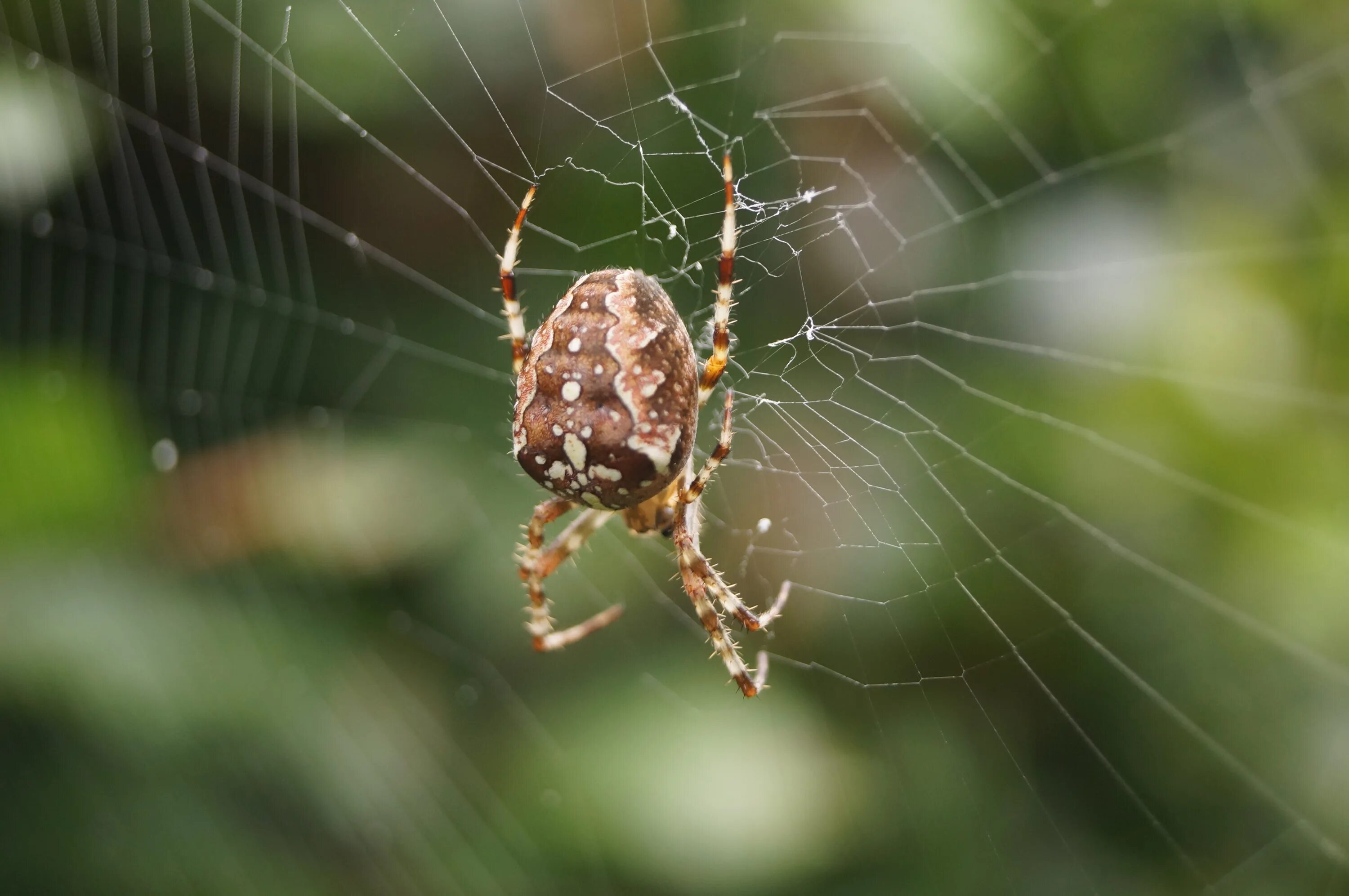 Spiders pictures. Паук крестовик Дальневосточный. Паук крестовик Приморский край. Паук крестовик красный. Паук крестовик зябкий.