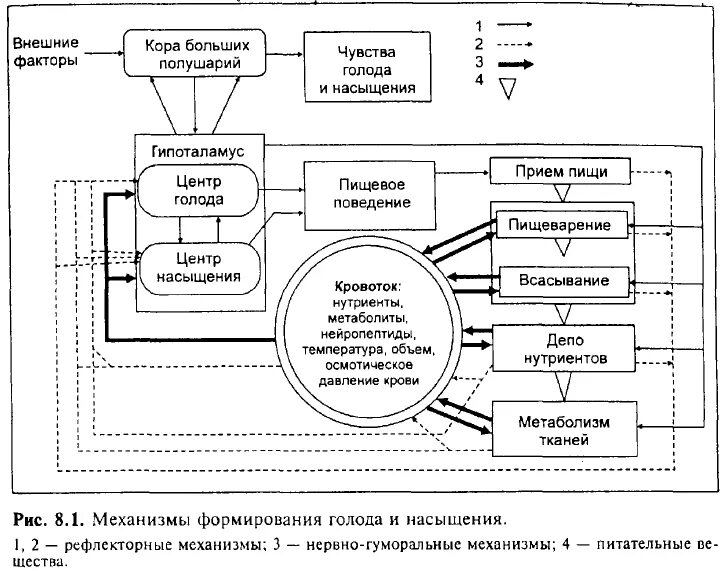 Факторы формирующие чувство голода. Физиологические механизмы аппетита, голода и насыщения. Механизм голода и насыщения физиология. Физиологические основы формирования чувства голода и насыщения..