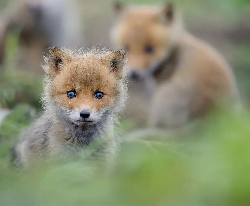 Those are foxes. Лисенок бейби Фокс. Лиса Шпиленок. Маленький Лисенок. Милые лисята.