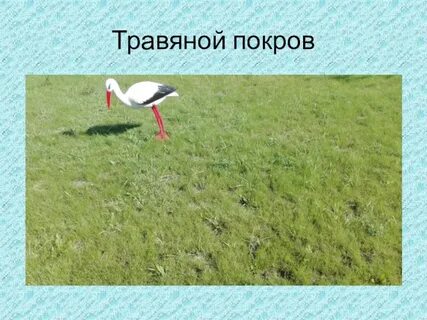 Травянистый покров