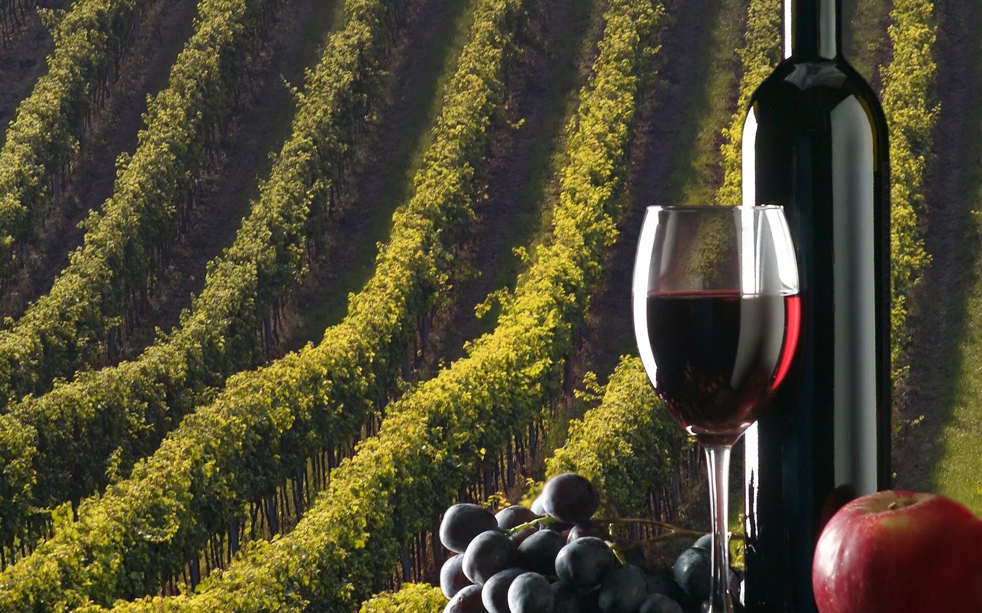Виноградное вино с травами. Винодельни Тосканы. Мильстрим виноградники. Галицкий и Галицкий винодельня. Вино Галицкий виноградники.