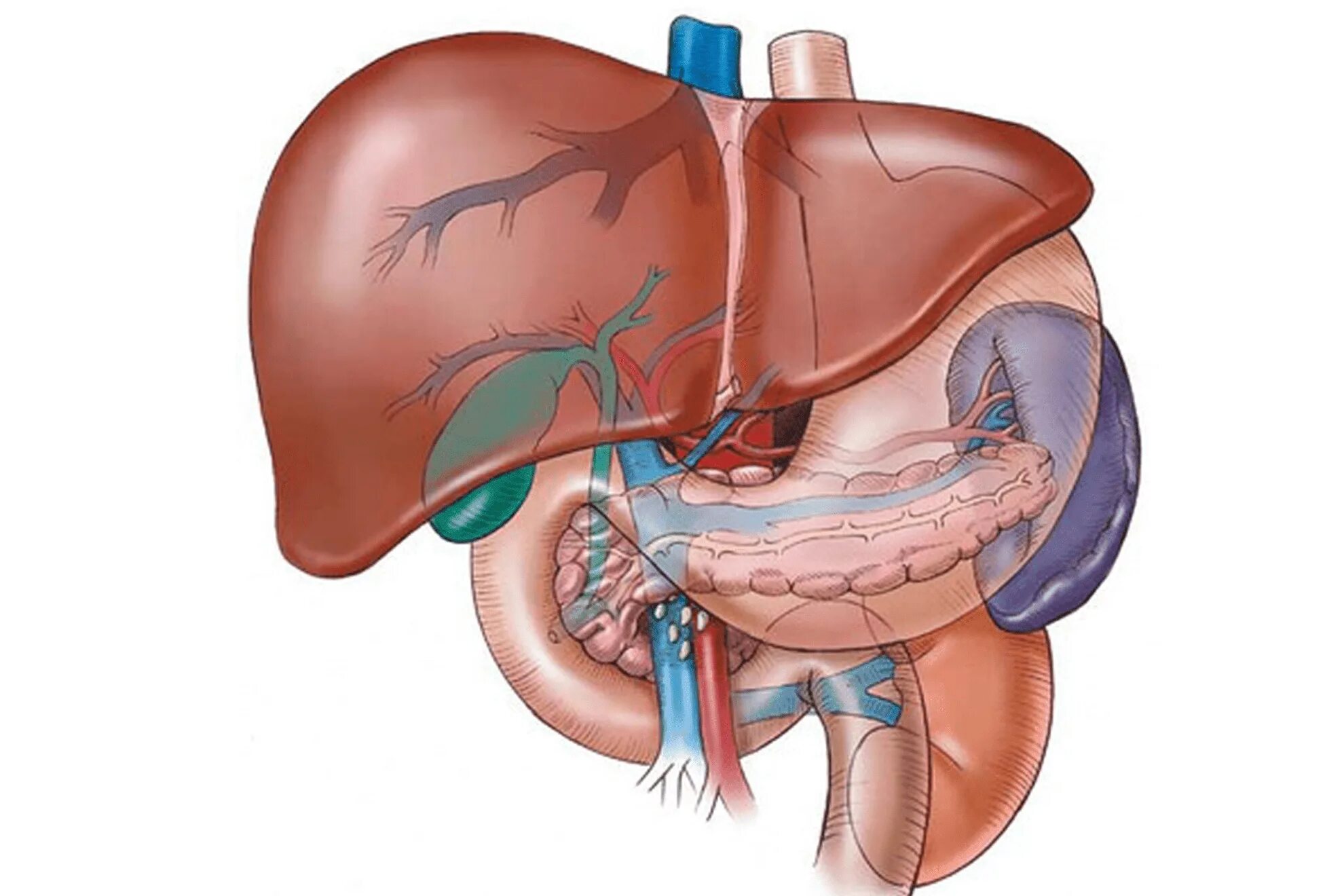 Печень поджелудочная железа селезенка анатомия. Печень желчный пузырь поджелудочная железа селезенка. Желчный пузырь и селезенка одно и тоже. Печень селезенка желчный пузырь.