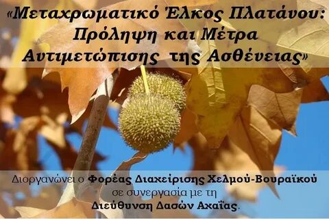 Листьев платана