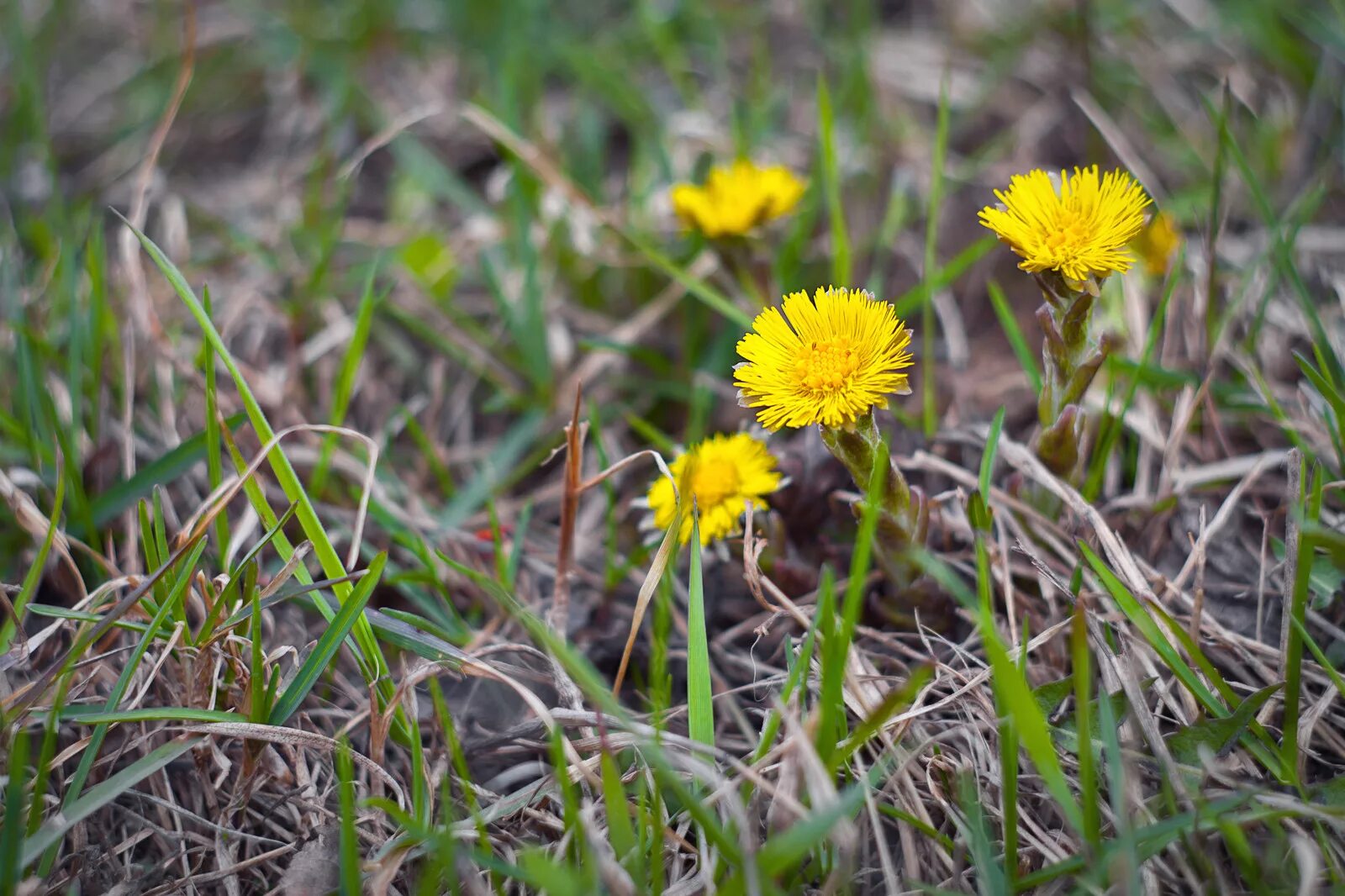 мать и мачеха растение. мачеха на природе. мать и мачеха трава. мать и мачеха цветок. мать-и-мачеха.