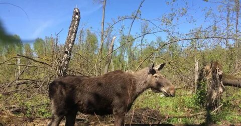 Лось обитает в зоне