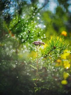 Forest dew
