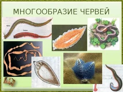 Многообразие червей