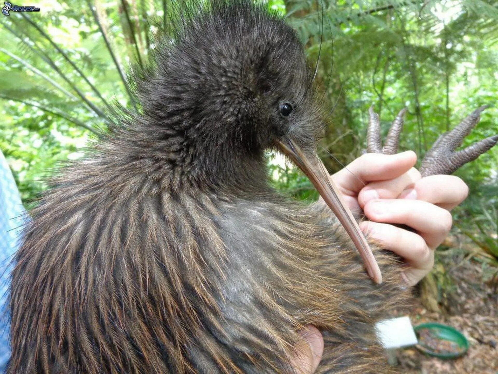 Киви щиплет. Киви птица большая. Птица киви ареал. Новозеландский киви. Птица киви в новой Зеландии фото.