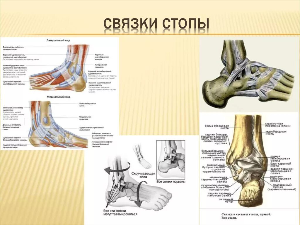 Связочный аппарат стопы. Связочный аппарат голеностопного сустава анатомия. Связки стопы анатомия. Анатомия связочного аппарата стопы.