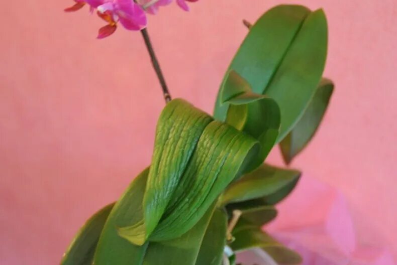 Почему у орхидеи вялые листья что делать. Орхидея фаленопсис листья вялые. Орхидея фаленопсис завядающее. Орхидея фаленопсис вянут листья. Вянут листья у орхидеи.