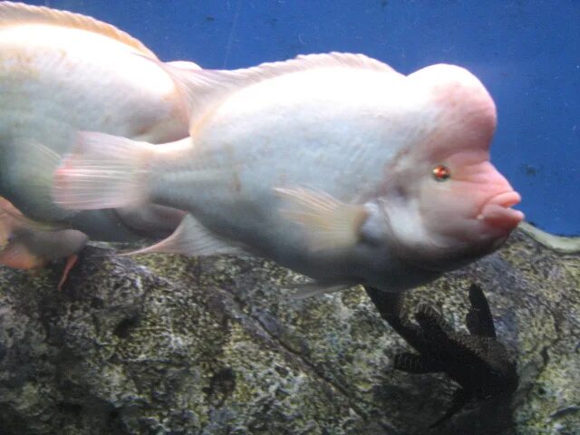 Brain fish. Мозг рыбы. Рыбка с мозгами на голове.