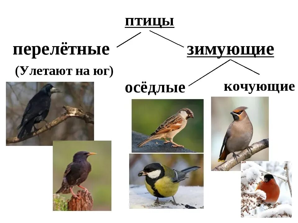 Оседлые зимующие и перелетные птицы. Птицы зимующие- Кочующие и осёдлые, перелётные. Оседлые и перелетные птицы Урала. Оседлые зимующие птицы.