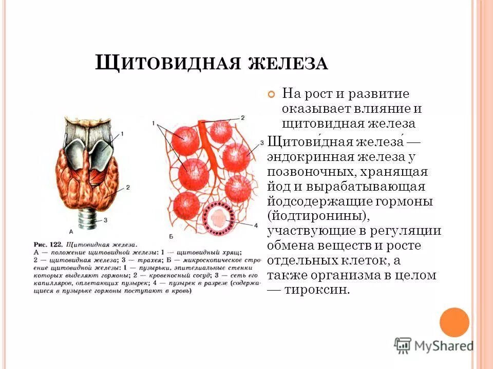 Щитовидная железа и желчный пузырь