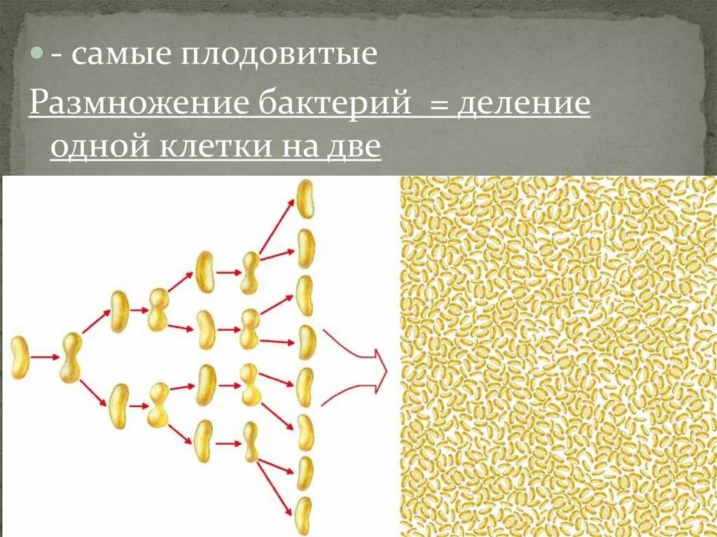 Размножение бактерий 6 класс биология. Размножение бактерий 5 класс биология. Размножение бактерий бактерий 5 класс биология. Схема размножения бактерий 7 класс. Деление клеток прокариот