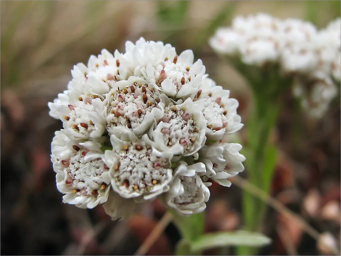 Кошачья лапка (Antennaria dioica). Антеннария двудомная. Антеннария (Кошачья лапка) Alba. Антеннария двудомная Кошачья лапка. Какая кошачья лапка