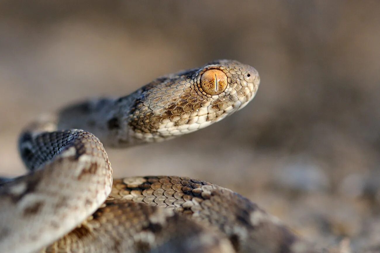 Песчаная Эфа змея. Песчаная Эфа (Echis carinatus). Ядовитая змея Песчаная Эфа. Песчаная Эфа ядовитая.