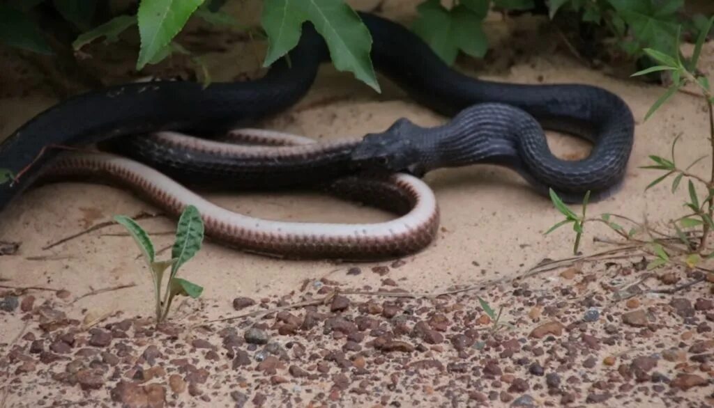 Убегать от змеи. Королевская кобра против гадюки. Покажи видео про змею. Змеи видео. Змея детишки.