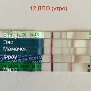 Па после овуляции форум