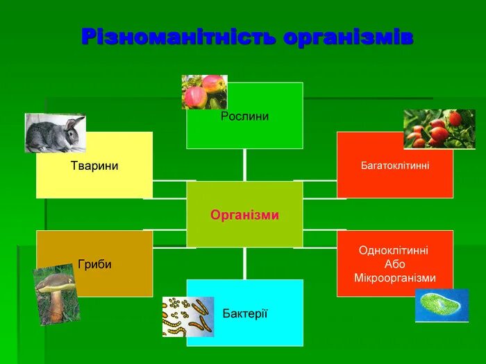 Модельні організми. Рослини мандрівники. Приклади природного середовища існування. Ознаки живого організму. Живые существа организмы.