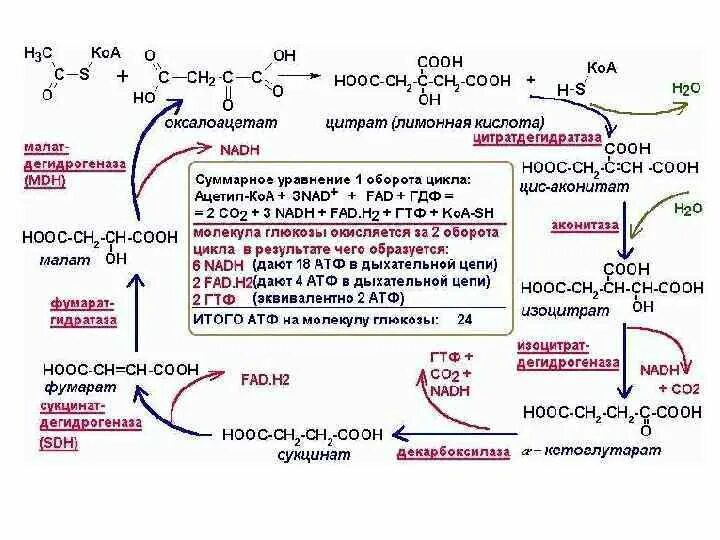 Пировиноградная кислота сколько атф. Анаэробный гликолиз биохимия реакции. ЦТК биохимия схема. Роль цикла Кребса биохимия. Аэробный гликолиз реакции биохимия.