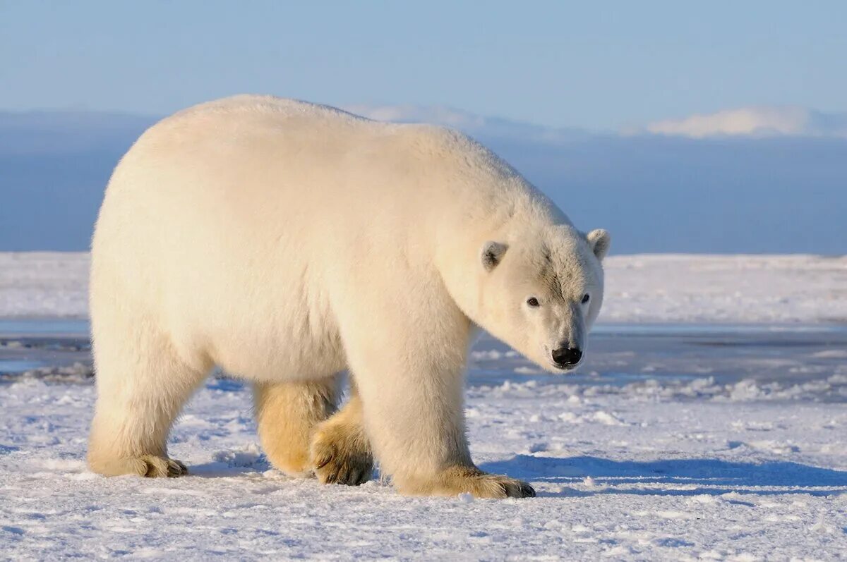 Белый медведь Ursus maritimus. Белый медведь (Карско-Баренцевоморская популяция). Белый медведь (Лаптевская популяция). Полярный медведь ошкуй.