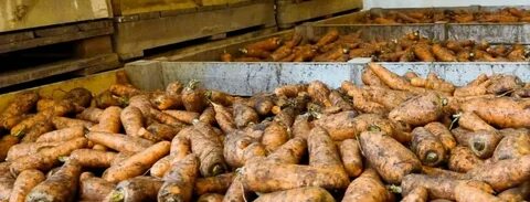 Почему гниет морковь в погребе