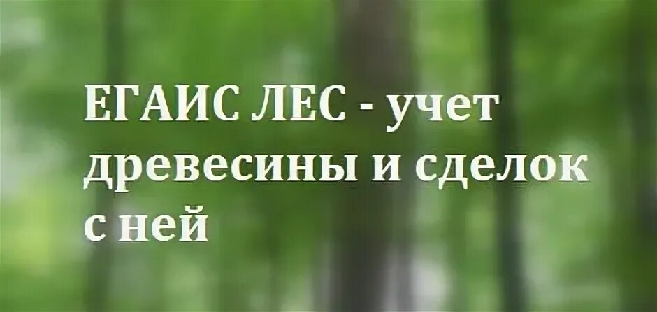 Лес учет