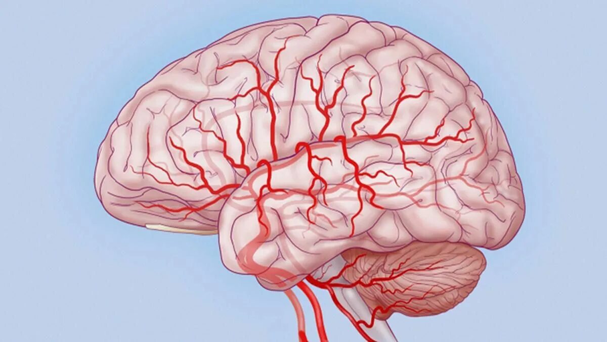 Органическое повреждение головного мозга. Сосуды головного мозга прозрачный фон. Сосуды головного мозга картинки.