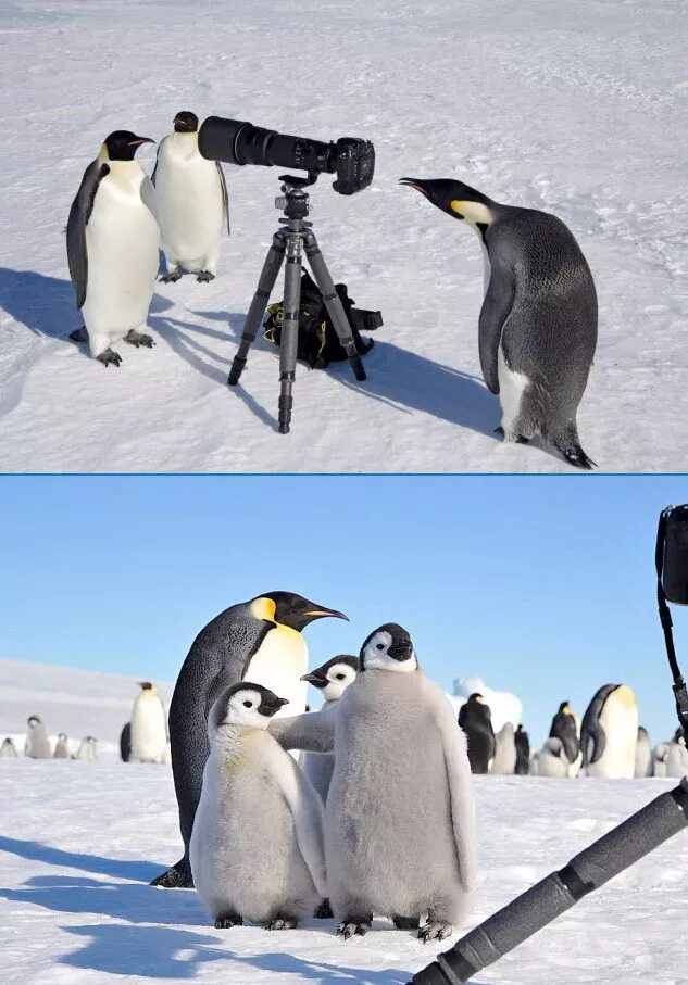Прикольные пингвины. Три пингвина. Пингвин прикол. 3 Пингвина фото. Поднимать пингвинов в антарктиде вакансии