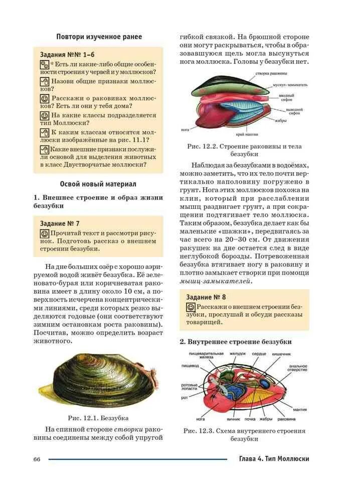 Моллюски пресных водоемов. Способы питания моллюсков. Тип питания брюхоногих моллюсков. Брюхоногие моллюски питание. Беззубка классификация.