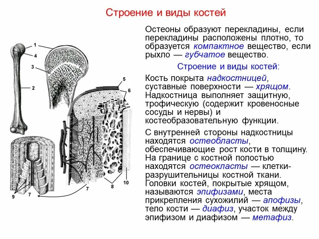 Строение кости и функции. Строение кости человека 8 класс биология. Строение костей надкостница. Строение кости таблица.