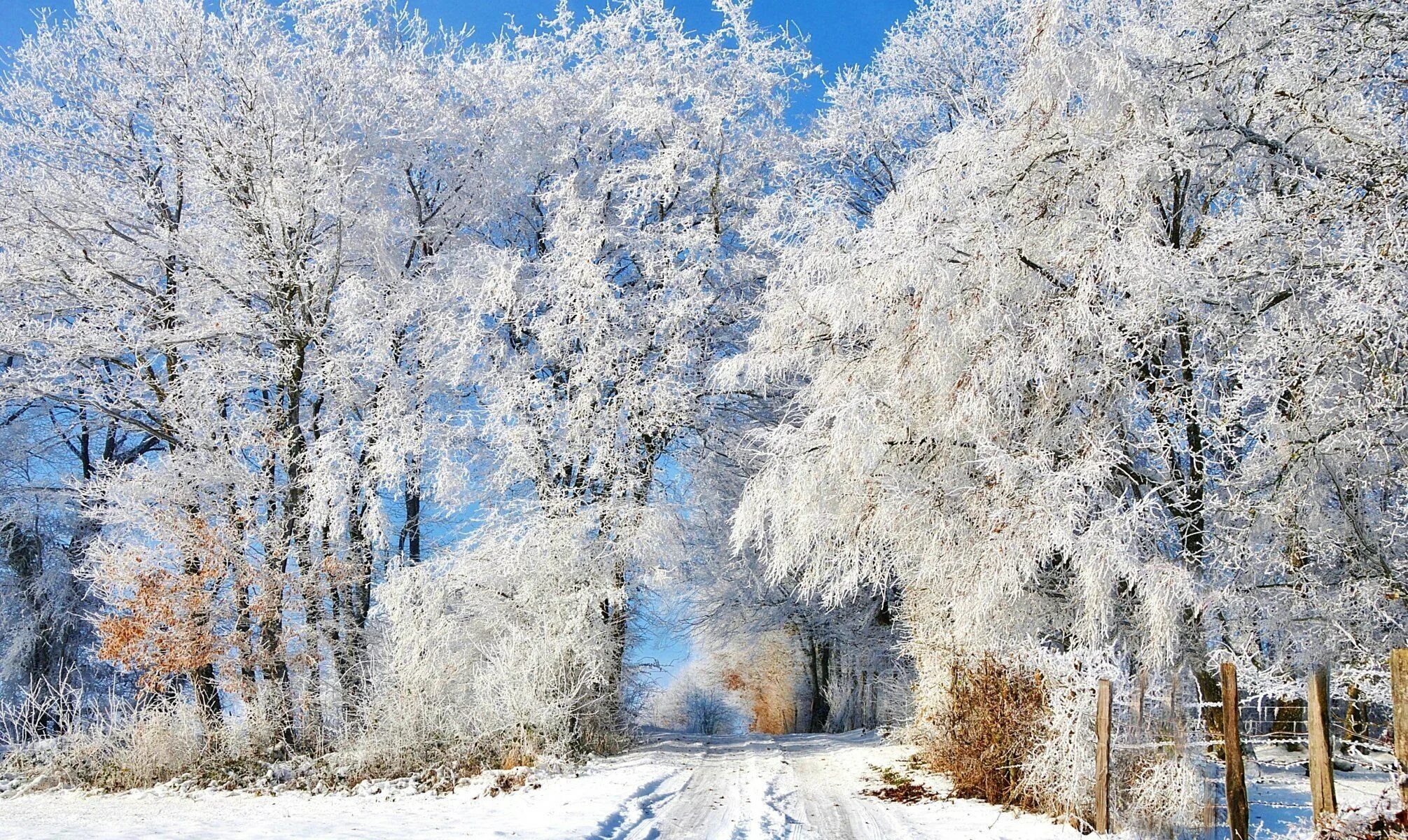 Зимний пейзаж. Красивая зима. Деревья в снегу. Зимняя природа. Февраль картинки для презентации