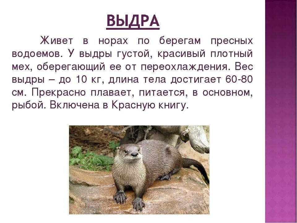Выдра класс животных. Сообщение о выдре. выдра описание. доклад про выдру. презентация про выдру.