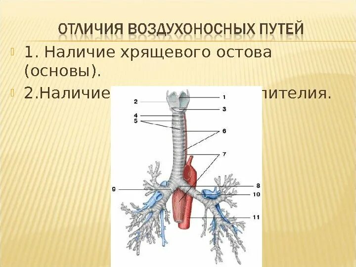 В каком органе происходит разделение воздухоносных. Дыхательная система: воздухоносные…. воздухоносные пути дыхательной системы человека. воздухоносные пути анатомия. схема воздухоносных путей.