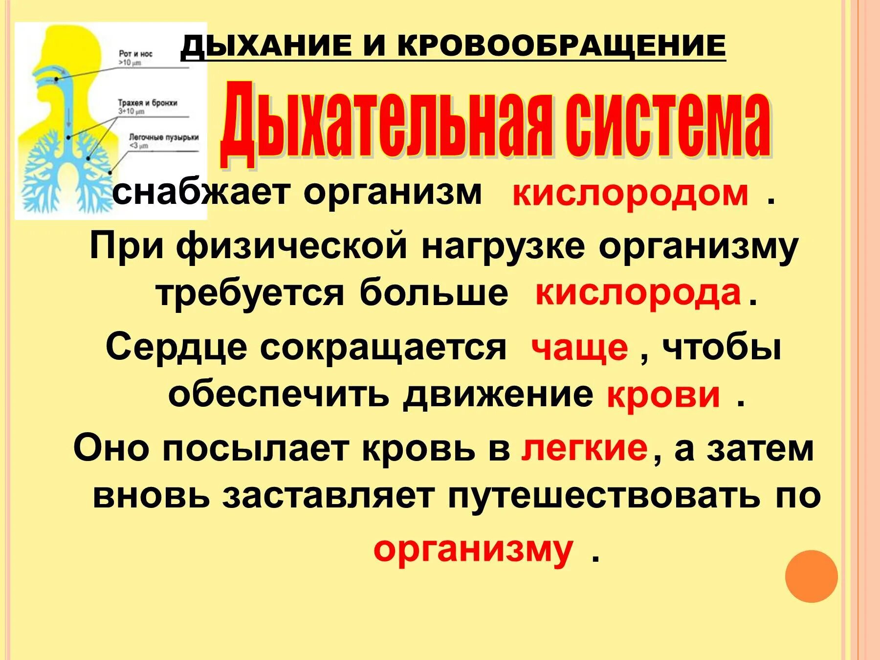 Дыхание и кровообращение вопросы. Дыхание и кровообращение. Презентация на тему дыхание. Дыхание и кровообращение презентация. Дыхание и кровообращение 3 класс.