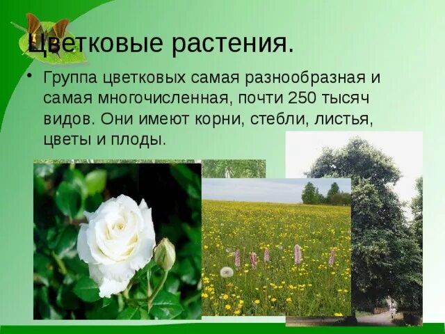 Цветковые растения примеры 3 класс окружающий мир Конспект урока по ОМ 3 класс "Разнообразие растений"(на чув.языке)